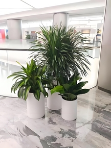 宁波北仑绿植租赁专业